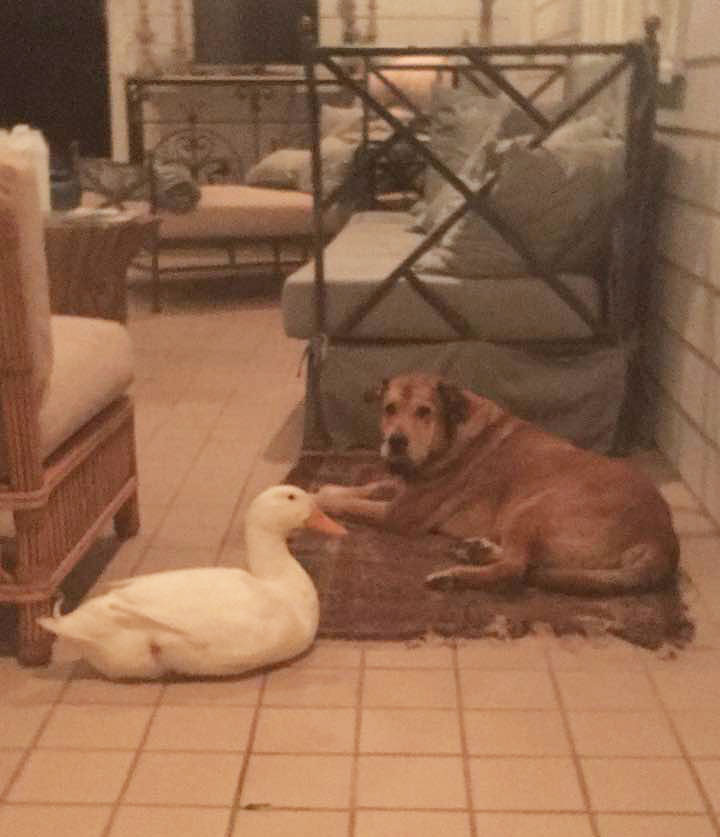duck2