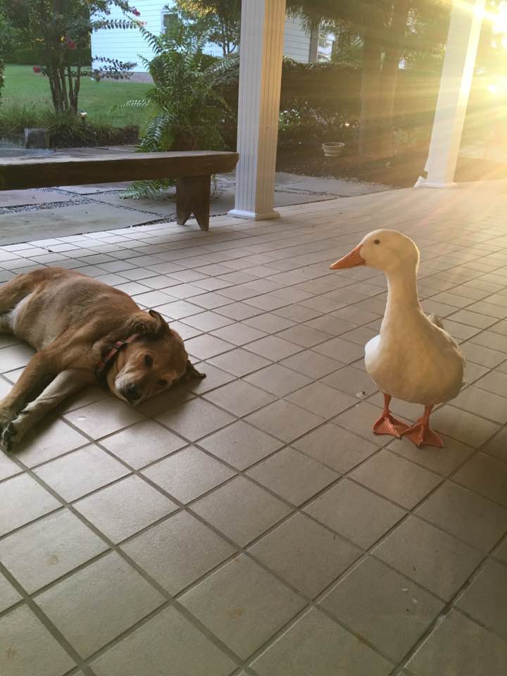 duck and dog