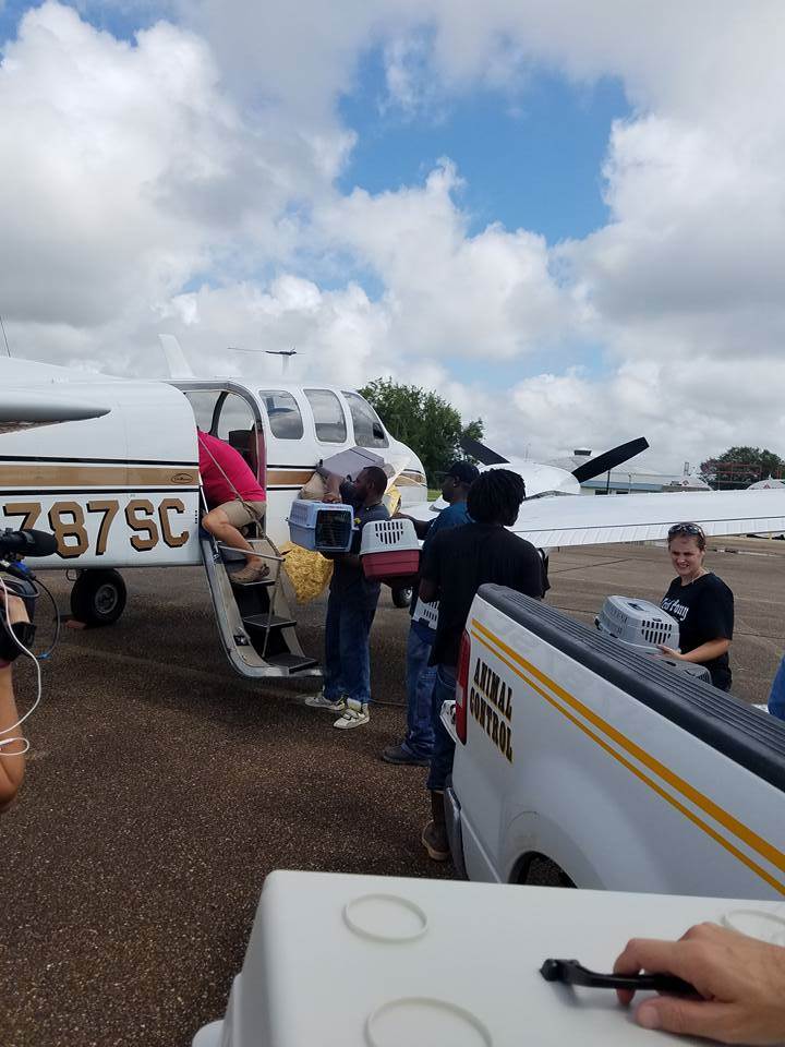 paws-pilots-st-landry-parish-animal_control-rescue_f46e4ab8c24c180d16668828837bc447.today-inline-large2x