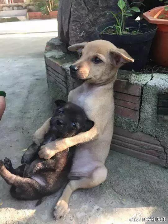 puppy-hugs-friend_1
