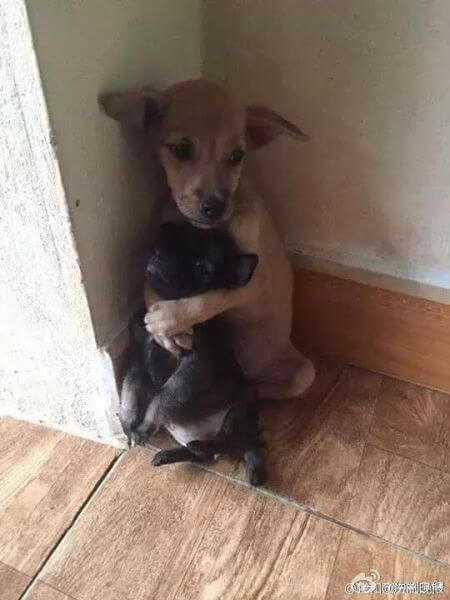 puppy-hugs-friend_3
