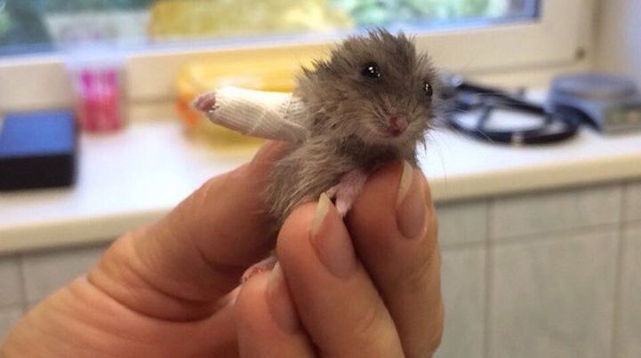Hampster in cast