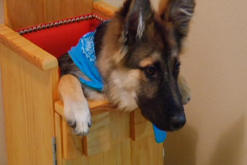 miracledog2