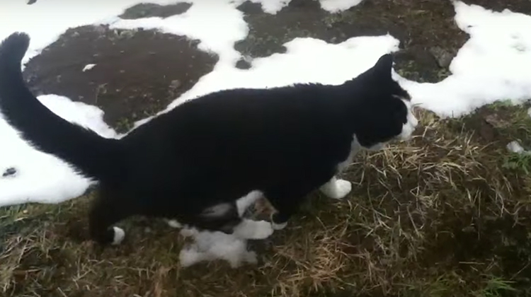 Swiss Alps Cat - Featured 2