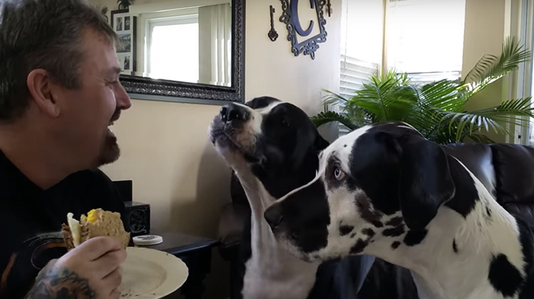 Spoiled Great Dane Can’t Handle Being Ignored, His Tantrum Had Mom And ...