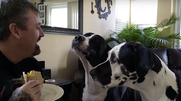 Spoiled Great Dane Can’t Handle Being Ignored, His Tantrum Had Mom And ...