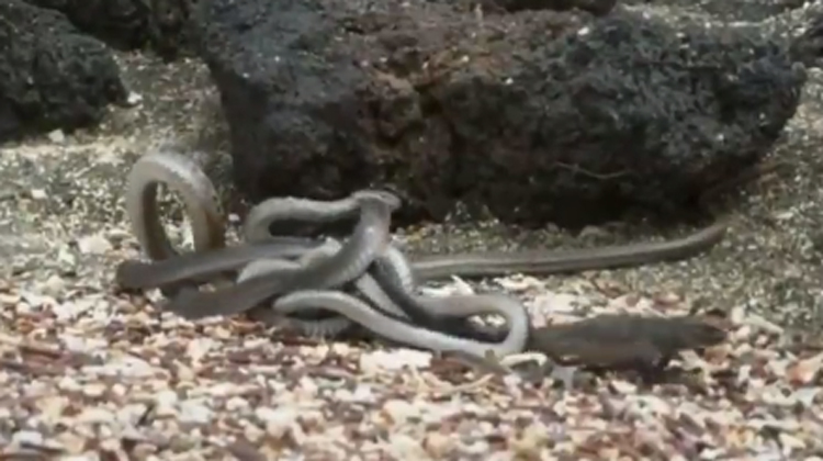 iguana and swarms of snakes