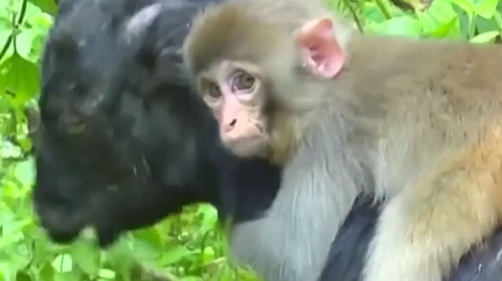 monkey clings to goat