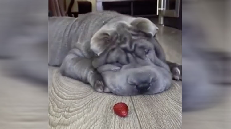 Shar Pei Picks Fight With A Strawberry The One Sided Battle Is