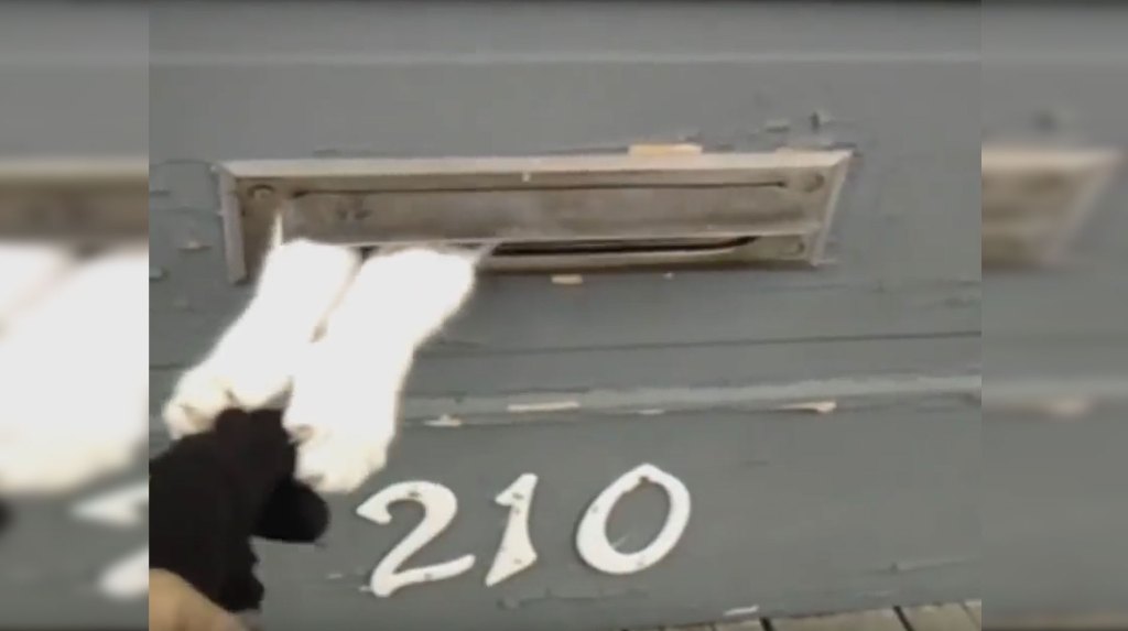 cats paws out of mail slot