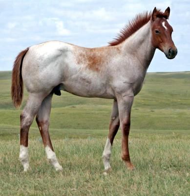 red roan