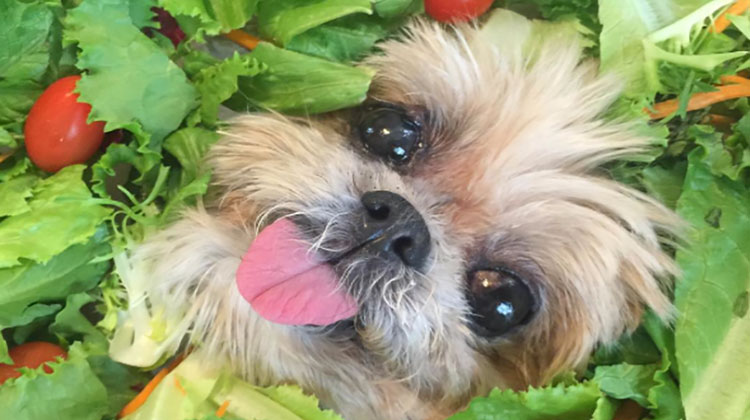 Instagram marnie the sales dog