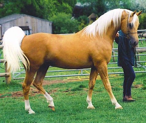 palomino arabian