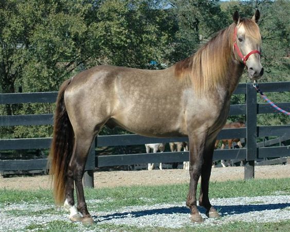 silver buckskin