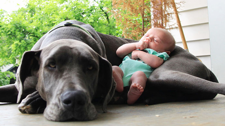 Puppy snuggling with sales baby