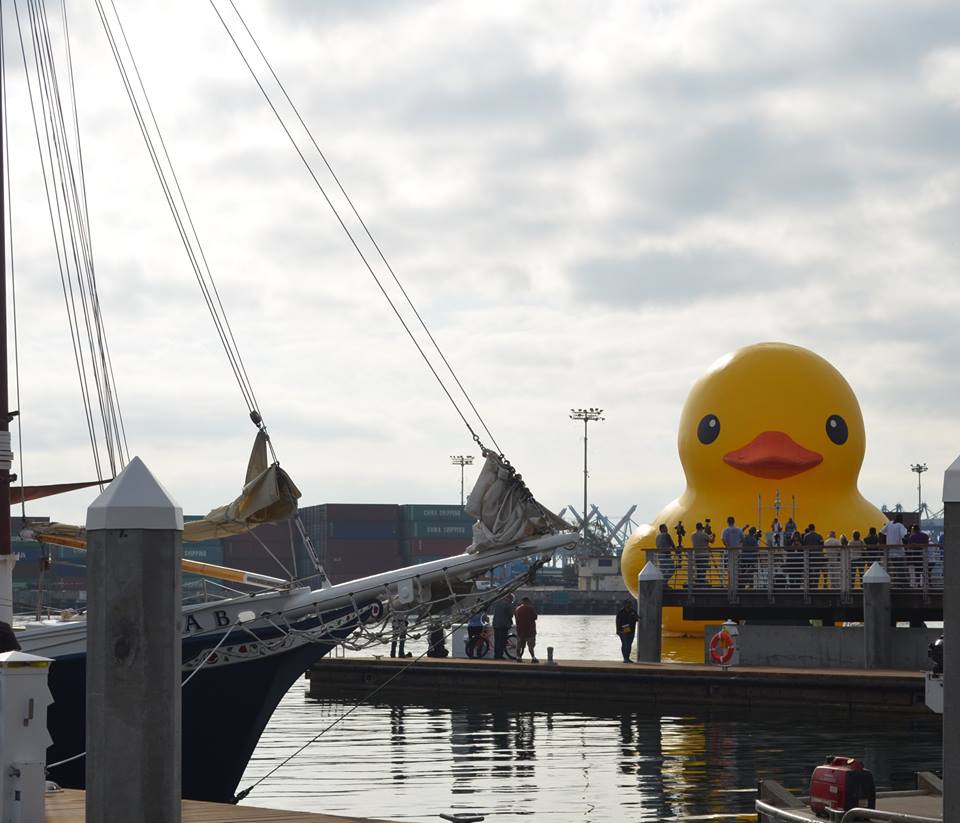 duck in harbor