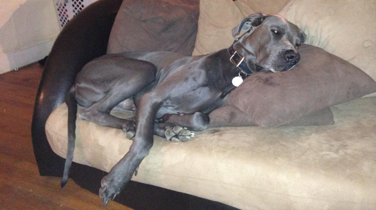 dog laying on couch