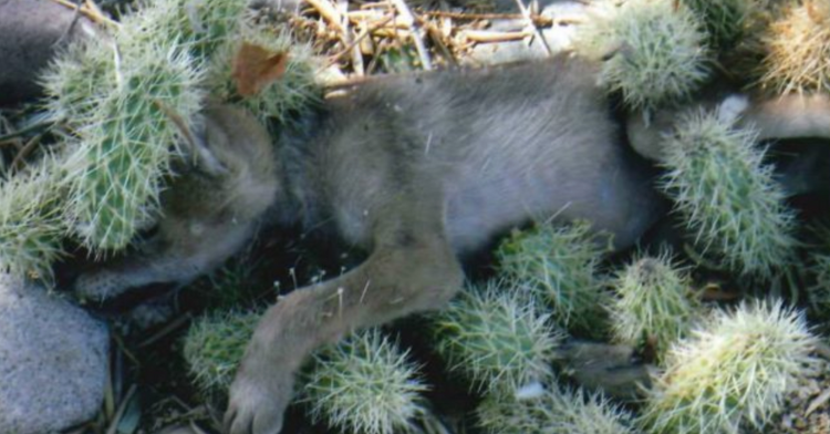 coyote pup covered in cacti.