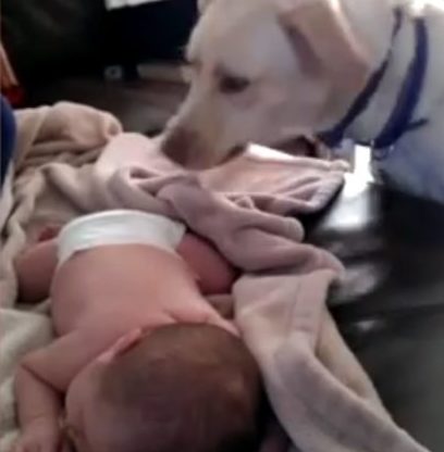 A short video clip shows a lab mix carefully swaddling a sleeping baby.