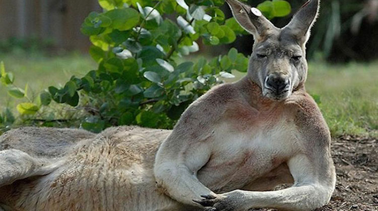 kangeroo posing like model