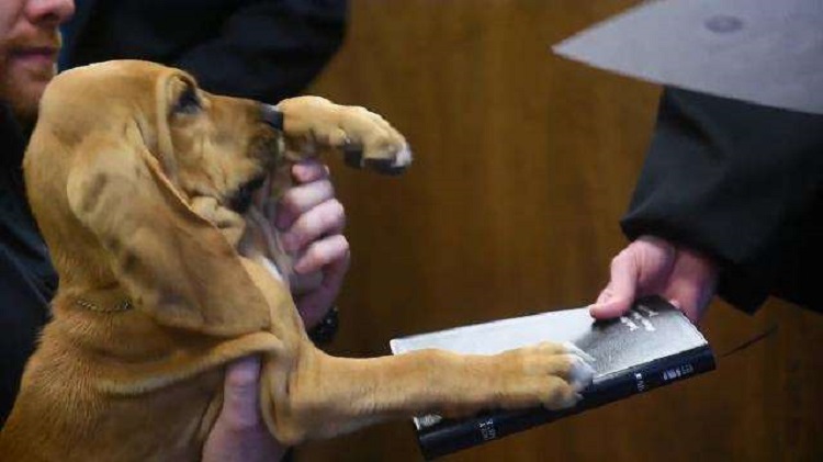A young bloodhound named Prince was sworn on March 30 as a K9 detective with the York County Sheriff's Department.