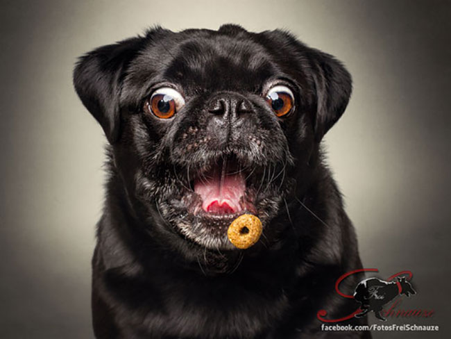Christian Vieler dogs portrait