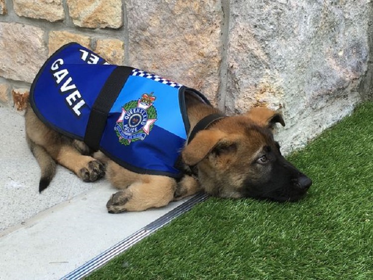 Gavel, a German shepherd puppy, was kicked out of a police academy in Australia because he was too friendly. But the friendly German shepherd now serves as Vice Royal Dog to Queensland's governor..