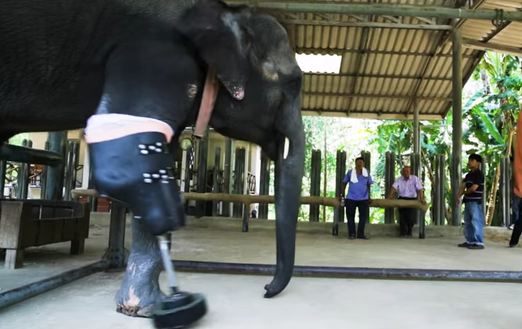 Mosha elephant gets new prosthetic leg