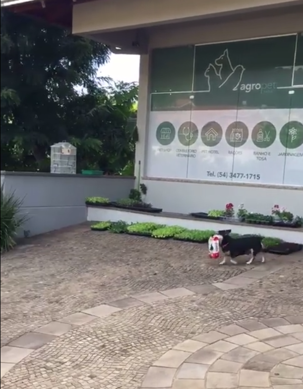Every day, little Pituco trots over to the local animal clinic, grabs a bag of dog treats and trots on back home.