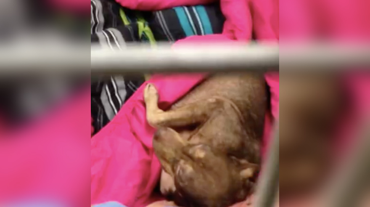 shelter dog surprise in kennel