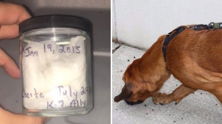 scent jar and dog sniffing