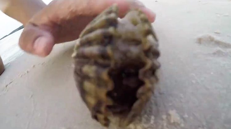 man finds octopus inside shell