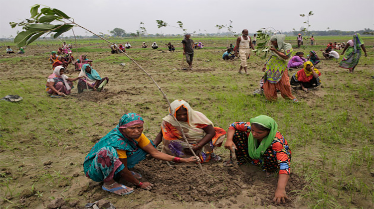 group in india planting sapling in field 50 million