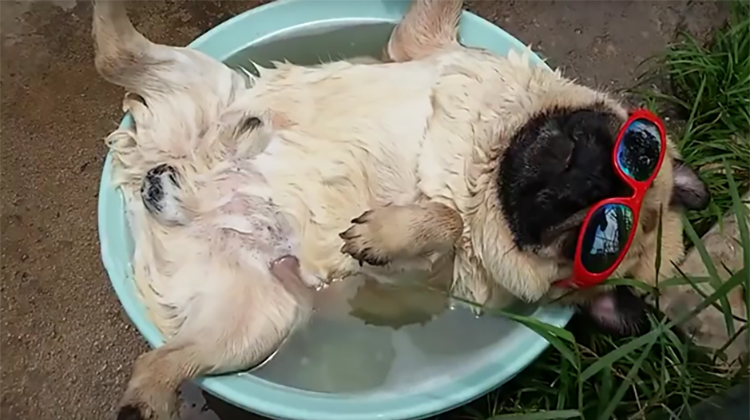 pug in pool sunglasses