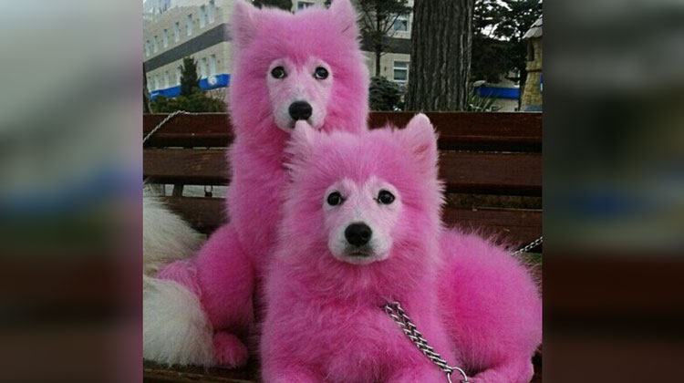 Dog online dyed pink