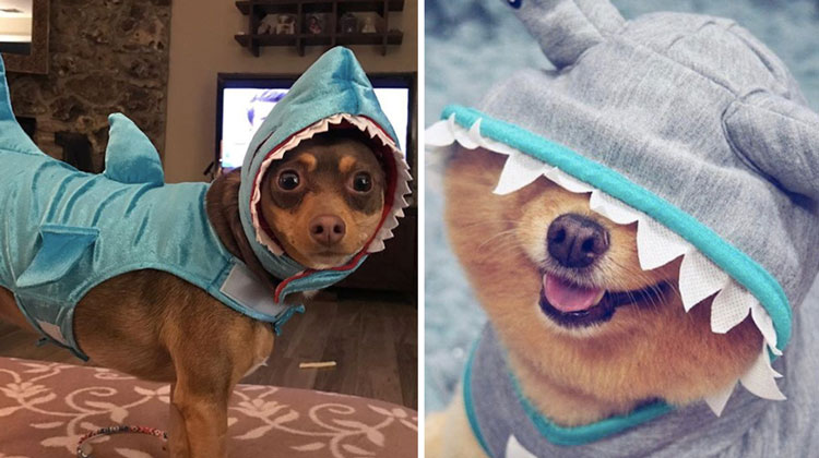 dogs in shark costumes