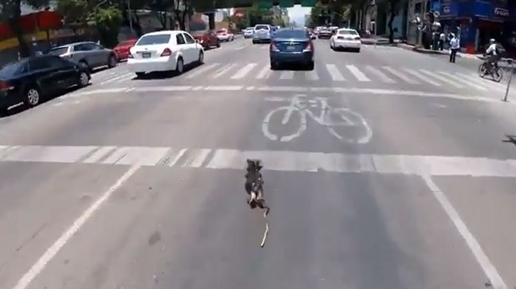 dog running into traffic