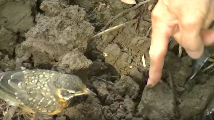 man helps baby robin bird