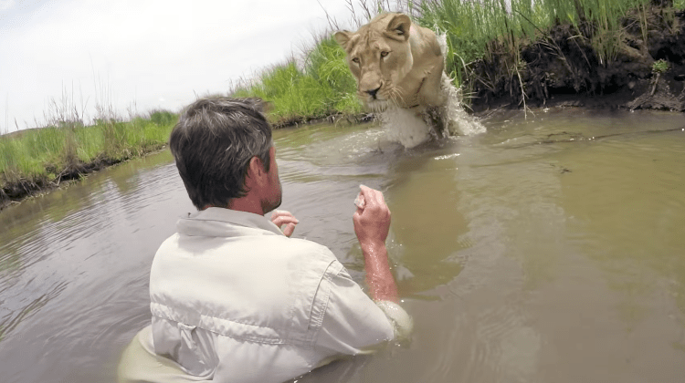 lion whisperer and meg lioness