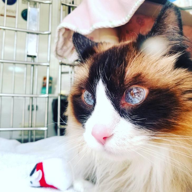 This Cute Cat Has The Most Gorgeous Eyes You Have EVER Seen