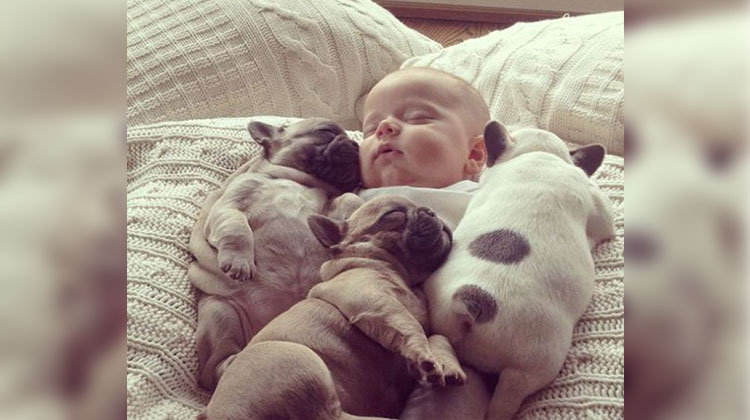 sleeping baby frenchies and baby