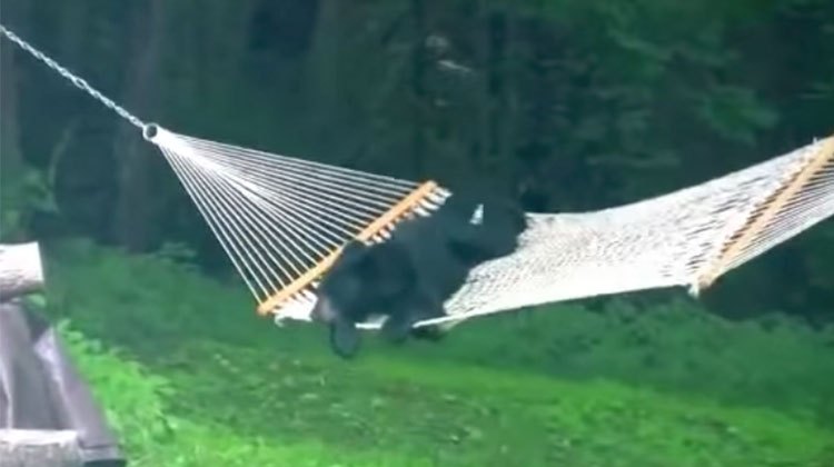 bear cub in hammock