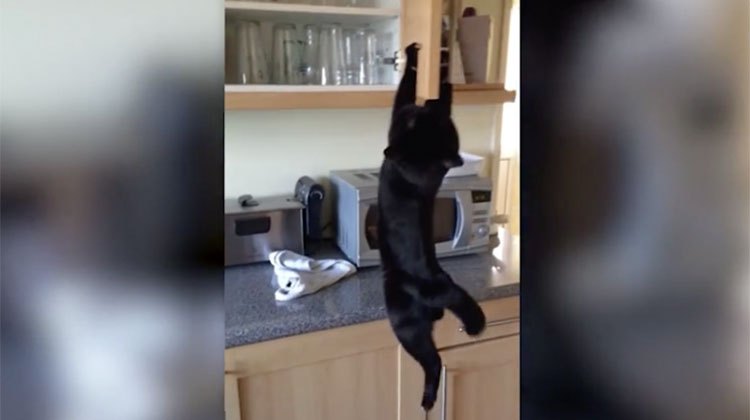 ninja cat treat quest
