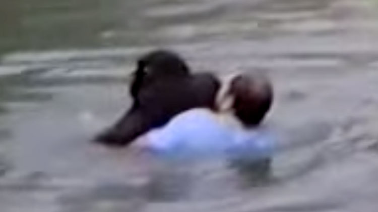 drowning zoo animal man saves
