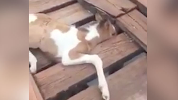 foal face and leg trapped in bridge