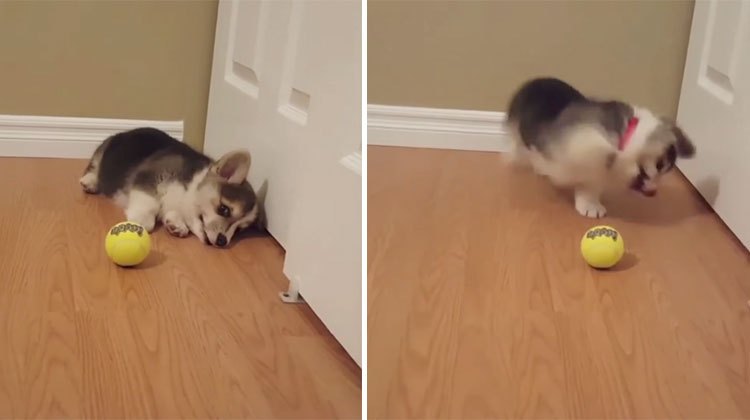 corgi attacks tennis ball
