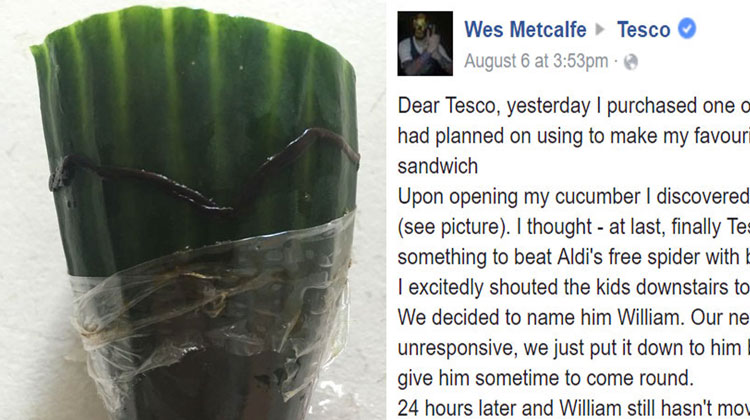 worm dies on cucumber Facebook message