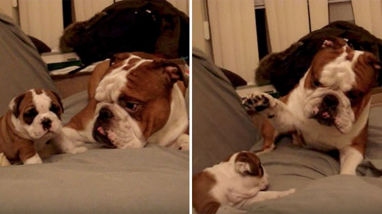 bulldog dad meets daughter puppy