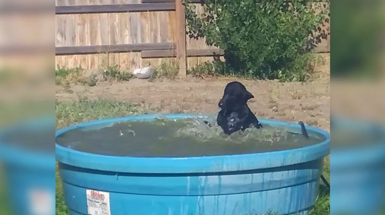 black lab in muddy pool