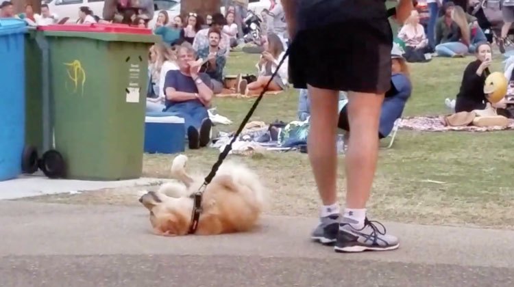 golden retriever wont leave park with dad